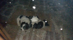 The 2 small puppies outside the main door of the Faris Hotel. Credit Nikos Kapsalis
