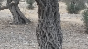 Interesting bark on an olive tree. Photo credit Nikos Kapsalis